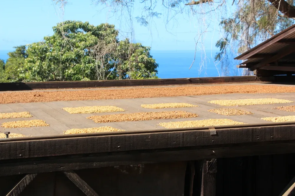 Kona coffee beans left to airdry outside
