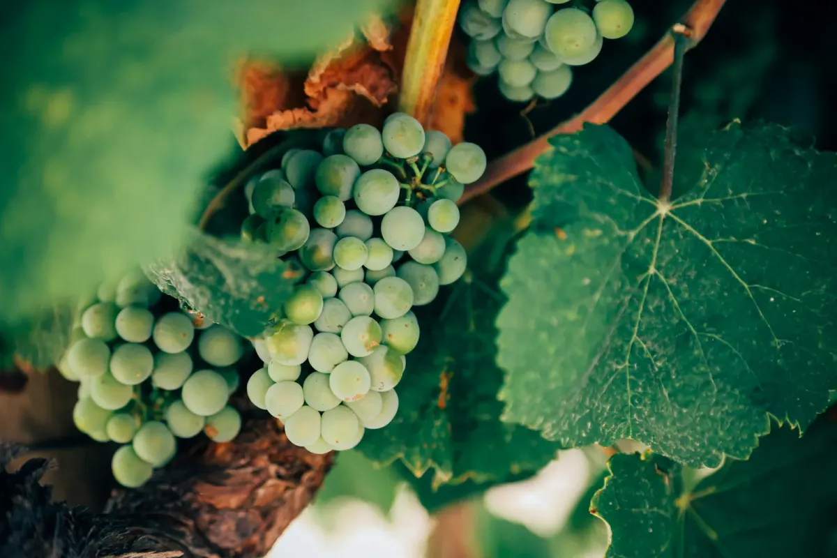 Bunches of green grapes on the vine at a winery in Jerez de la Frontera, Spain.